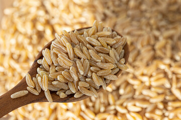 Obraz premium Heap of kamut kernels on white background