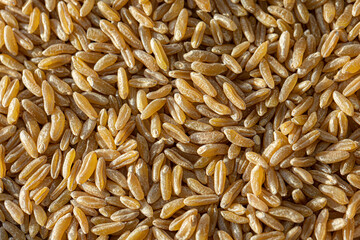 Heap of kamut kernels on white background