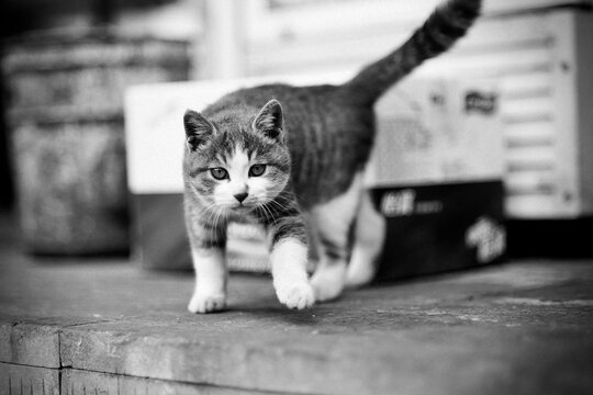 A playful gray-and-white kitten strides forward with one paw raised, its alert eyes locked on the viewer. The upward-curled tail and blurred storage boxes in the background create a lively yet intimat - Powered by Adobe