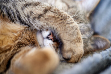 A cat is curled up comfortably, hiding its face with its paw while resting on a soft surface. The warm sunlight gently illuminates its fur, creating a serene atmosphere