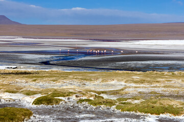 Explore the stunning landscapes of Avaroa National Park in Bolivia with unique salt flats and...