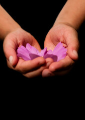 female hands holding pink flower
