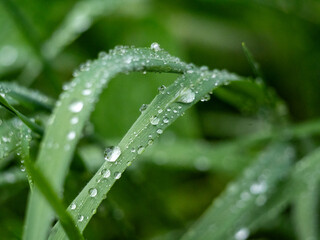 Shortly after the rain, the raindrops lie like pearls on the leaves of the grass.
