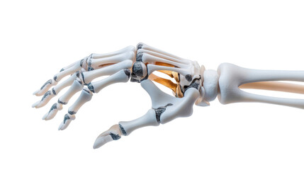 Medical education anatomy hand skeleton model laboratory 3d visualization scientific study