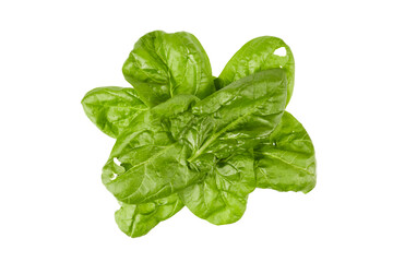fresh green spinach or salat leaves isolated on white or transparent png