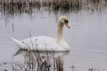  Swan swimming in the lake with reflections in the water in Bourgoyen nature reserve, Ghent,...