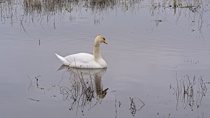  Swan swimming in the lake with reflections in the water in Bourgoyen nature reserve, Ghent,...