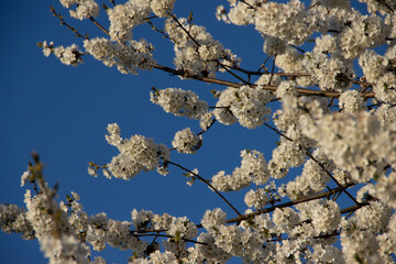 Blooming white cherry branches against a clear blue sky in Europe, capturing the beauty of spring...