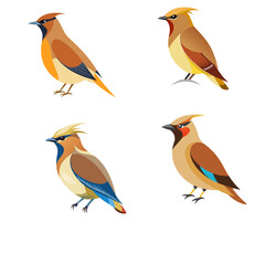 set of birds