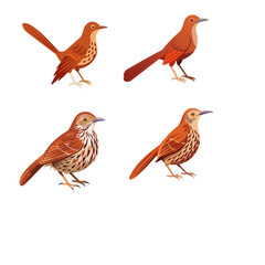 set of birds isolated on white