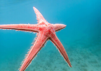 Red comb sand seastar - Astropecten aranciacus
