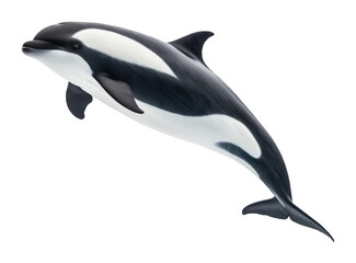 Fototapeta premium Dall�s porpoise png marine porpoise illustration png ocean mammal clipart png black and white porpoise png aquatic animal image png cetacean species png transparent background image