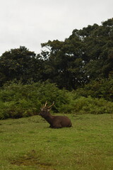A Sambar Deer in the Horton Plains National Park, Sri Lanka.