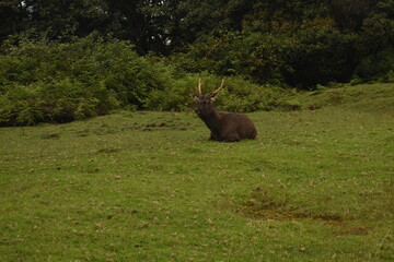 A Sambar Deer in the Horton Plains National Park, Sri Lanka.