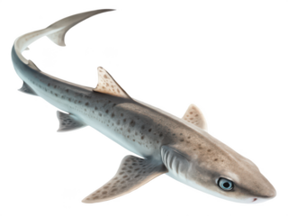 Dogfish png marine dogfish illustration png small shark species png saltwater fish image png aquatic animal clipart png ocean predator fish png transparent background image