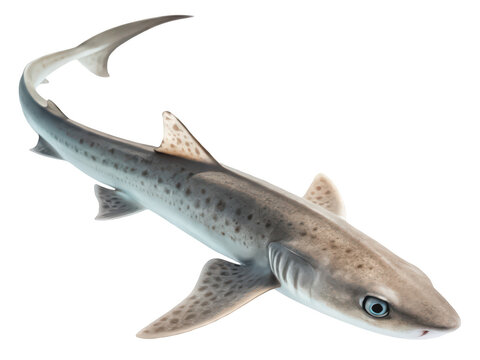 Dogfish png marine dogfish illustration png small shark species png saltwater fish image png aquatic animal clipart png ocean predator fish png transparent background image