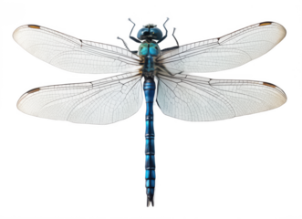 Dragonfly png insect with wings png flying dragonfly image png colorful bug illustration png nature insect clipart png detailed winged insect png transparent background image