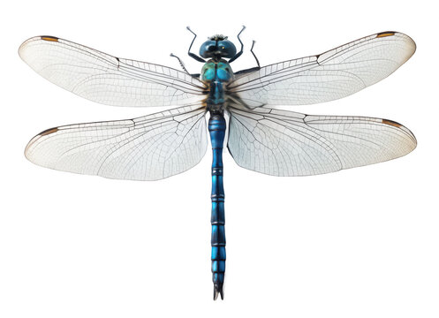 Dragonfly png insect with wings png flying dragonfly image png colorful bug illustration png nature insect clipart png detailed winged insect png transparent background image - Powered by Adobe