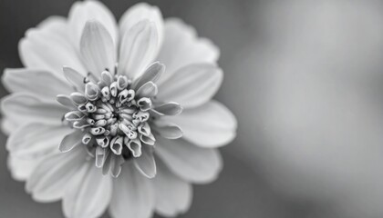 Monochrome closeup of a daisy-like flower head with numerous petals and intricate central detail