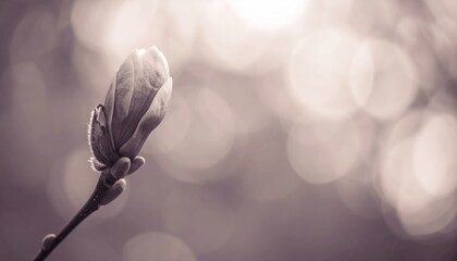 Magnolia bud, soft focus, muted tones