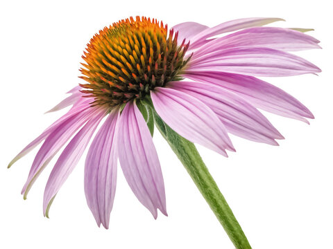 Echinacea png coneflower plant png medicinal herb flower png herbal remedy bloom png pink echinacea flower png botanical illustration png transparent background image