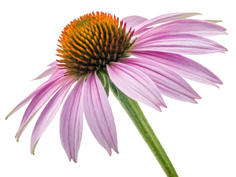 Echinacea png coneflower plant png medicinal herb flower png herbal remedy bloom png pink echinacea flower png botanical illustration png transparent background image