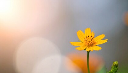 Bright yellow flower blooms in soft sunlight, with delicate petals