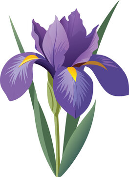 Iris
