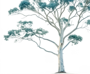 Eucalyptus tree png tall eucalyptus illustration png healing tree plant png native Australian tree png aromatic tree leaves png green nature clipart png transparent background image