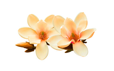 Fototapeta premium Cluster of laelia orchid blossoms isolated on white background PNG, natural look