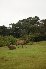 Sambar Deers in the Horton Plains National Park, Sri Lanka.