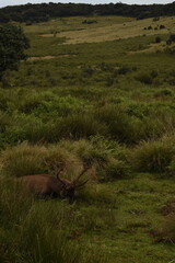 A Sambar Deer in the Horton Plains National Park, Sri Lanka.