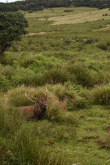A Sambar Deer in the Horton Plains National Park, Sri Lanka.