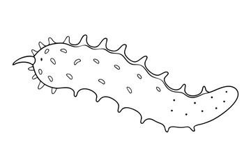 Minimalist Sea Cucumber Marine Life Sketch