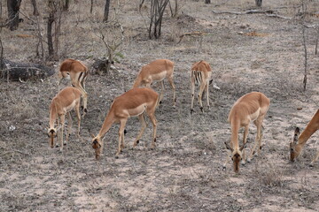 Herd of Impala Grazing in Dry African Bush