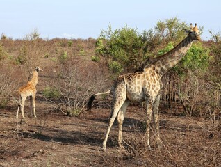 Mother and Baby Giraffe in the Wild