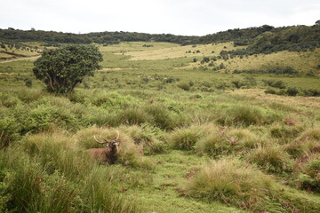 Obraz premium A Sambar Deer in the Horton Plains National Park, Sri Lanka.