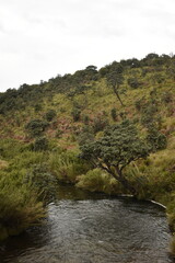 The Belihul Oya River Flows through Horton Plains National Park, Sri Lanka.