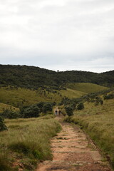 Obraz premium A Couple on a Hike in Horton Plains National Park, Sri Lanka.