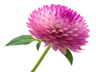Globe amaranth png gomphrena flower png vibrant bloom png garden plant png ornamental flower png round clover flower png transparent background image