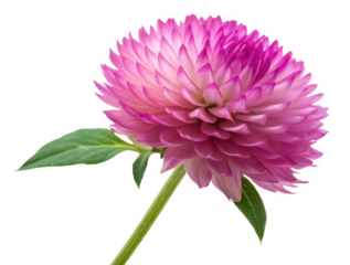 Globe amaranth png gomphrena flower png vibrant bloom png garden plant png ornamental flower png round clover flower png transparent background image