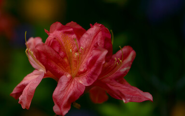 Fototapeta premium red rhododendron flower on dark green background