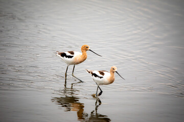 American avocet