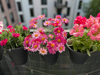 View of the beautiful urban balcony garden with assorted blooming flowers in flower pots, pink carnations, marguerites and pink snapdragons close up