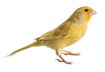 grooming perch png, bird grooming stand, pet care accessory, bird cage perch, transparent background