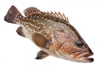 grouper fish png, marine fish, ocean grouper, seafood fish close-up, transparent background