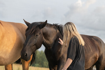 Obraz premium Young beautiful blonde girl in a black T-shirt with a horse on a summer field.