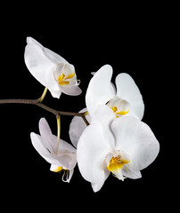 Obraz premium white orchid on black background