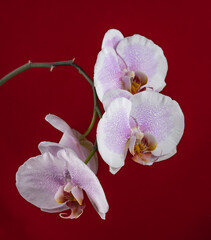 white orchid on red background