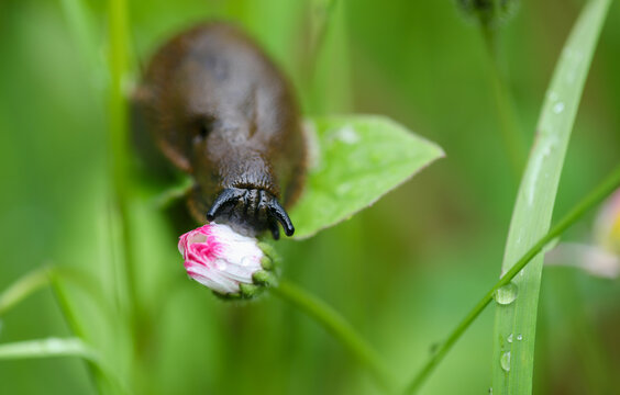 Slug on a flower